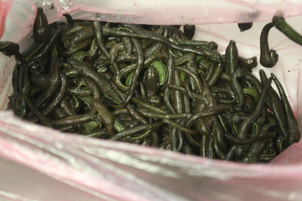 20250207_CITES2