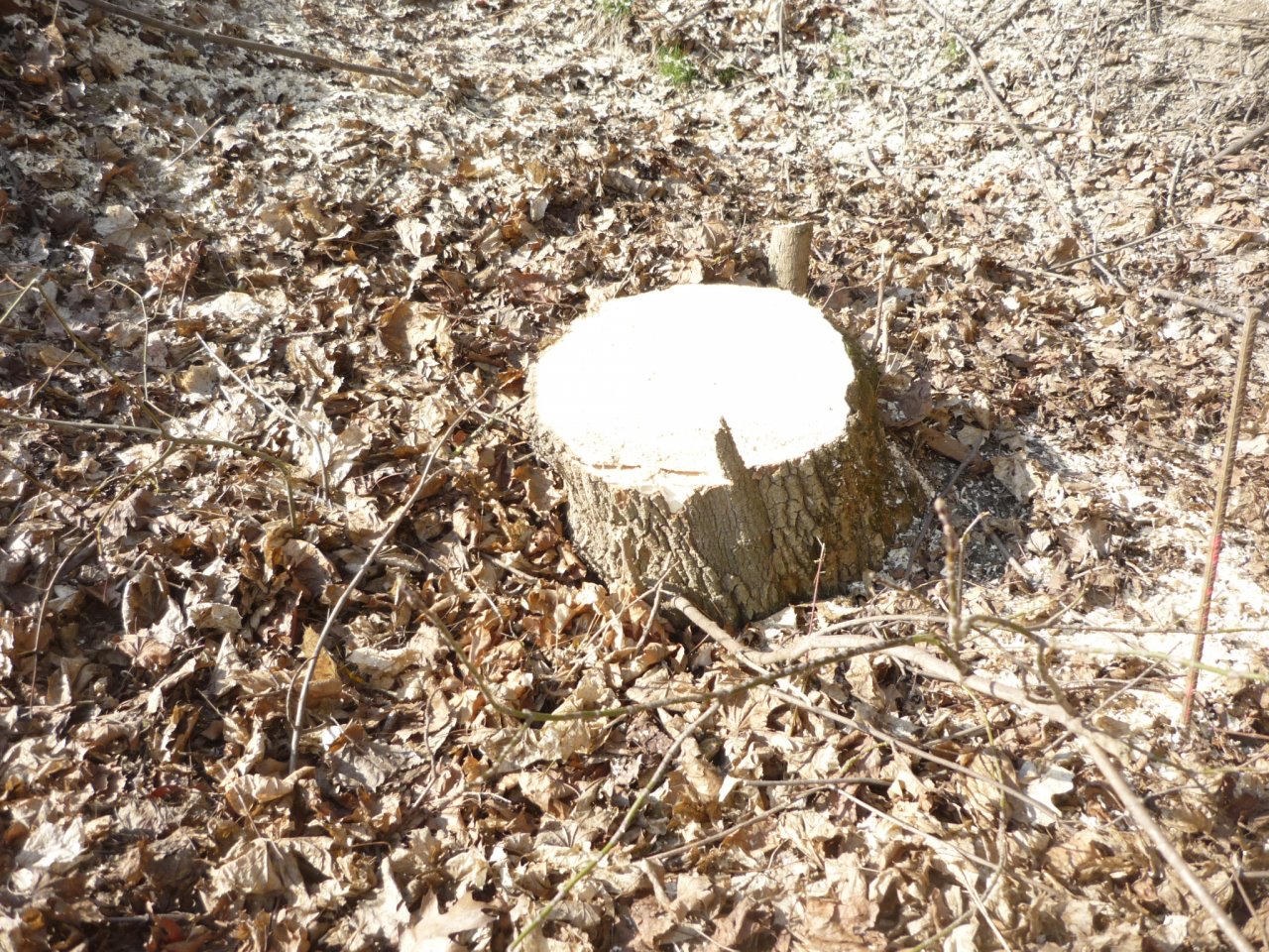 P1280585