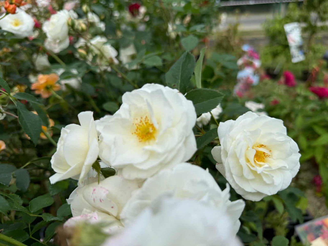 136h14