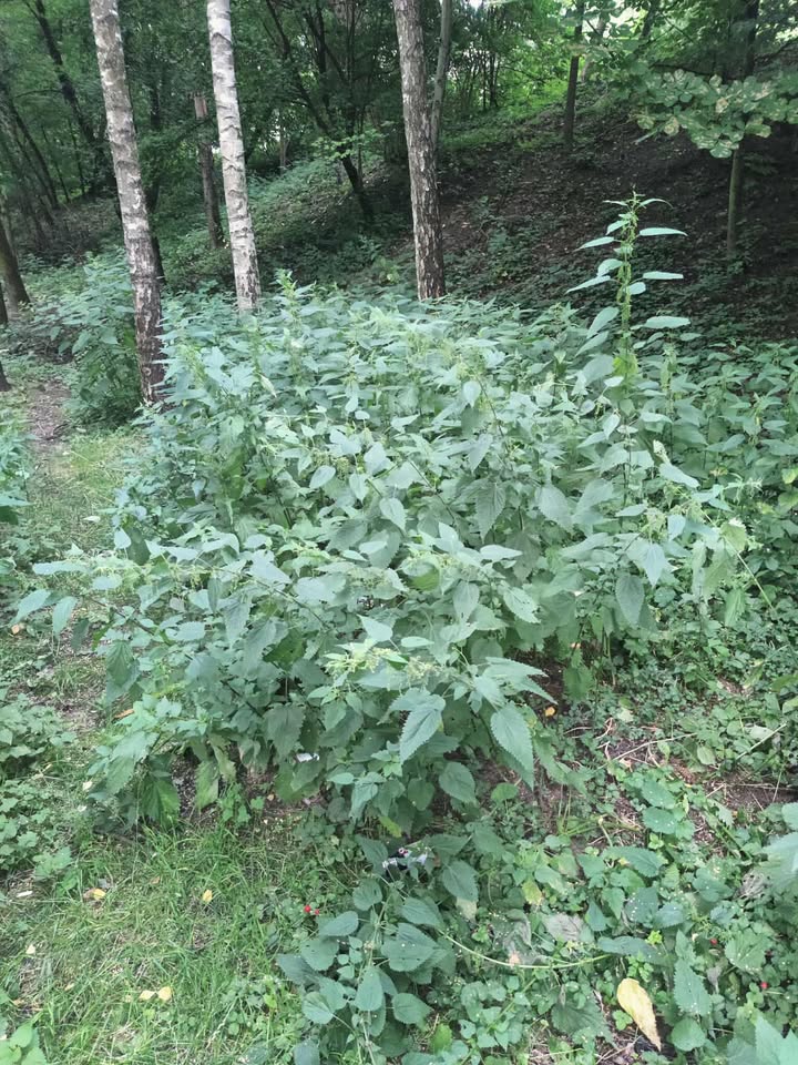 516707322_1370556117357268_8649803730941464093_n (1)