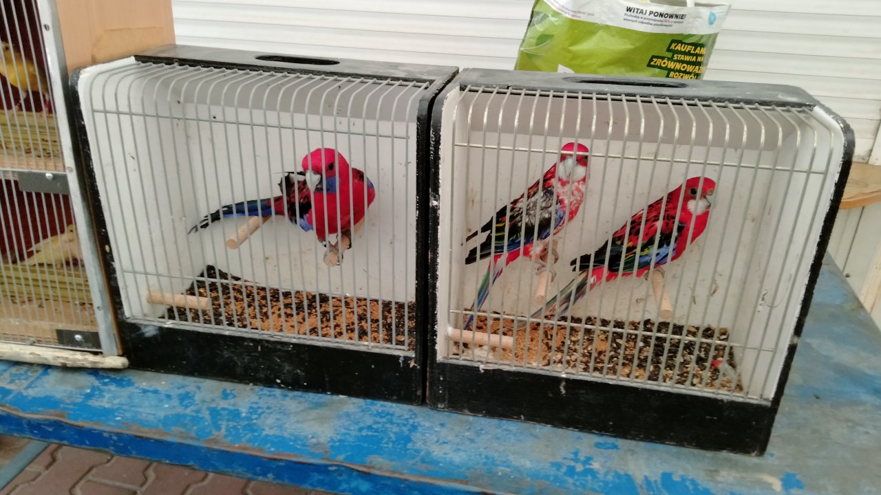 IMG20250614064428