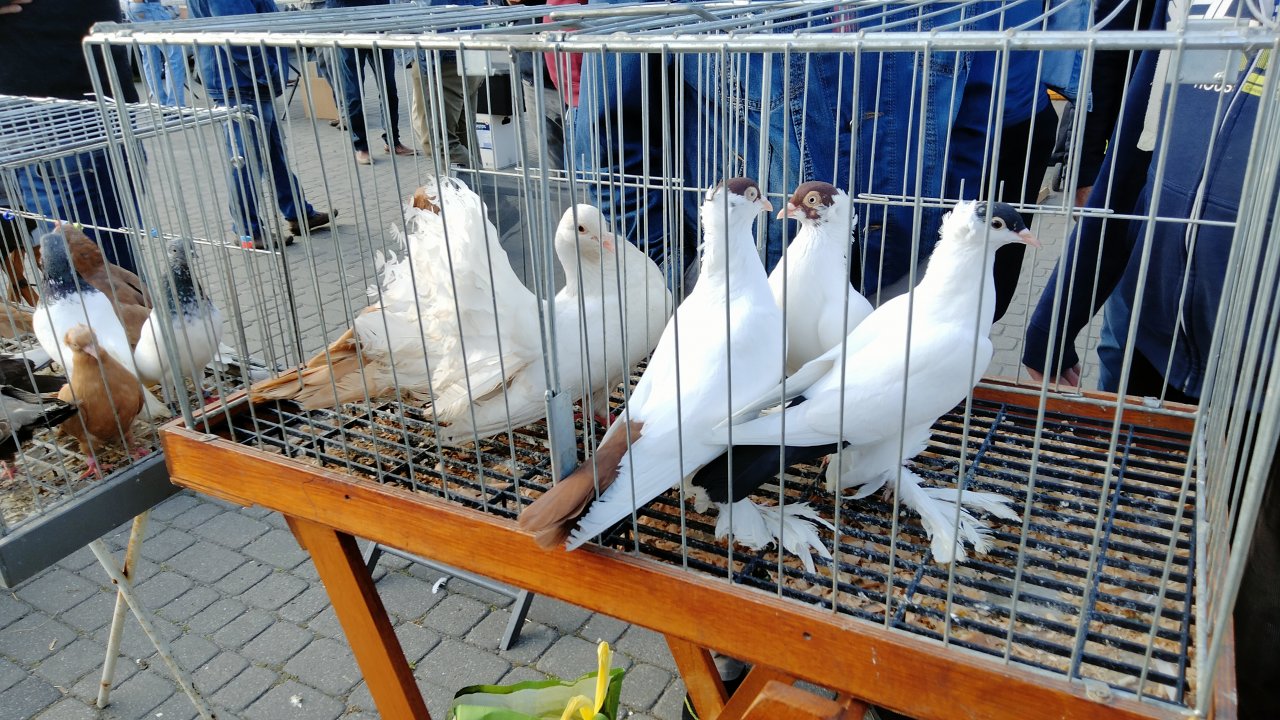 IMG20250614065305