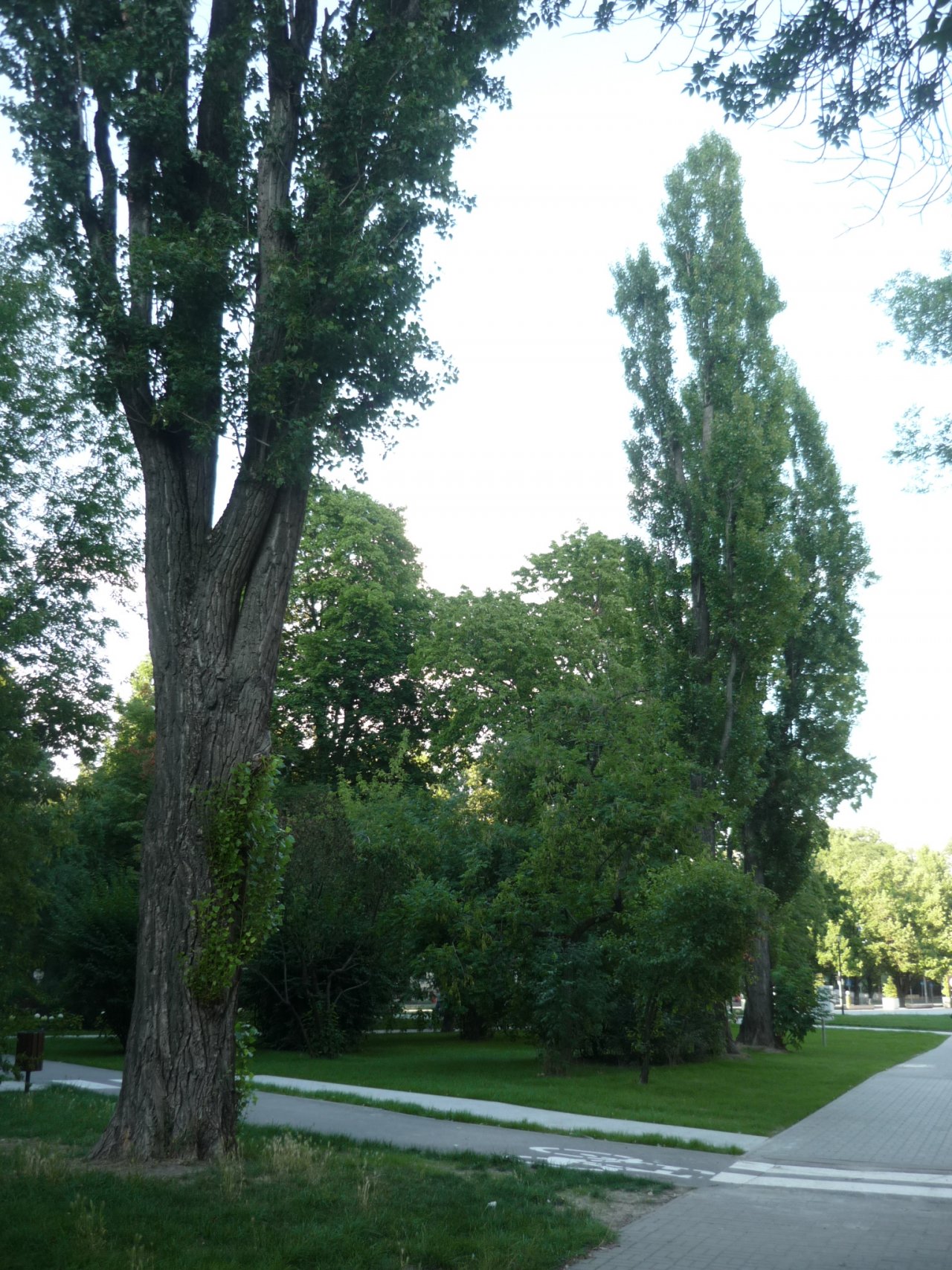 P1290039
