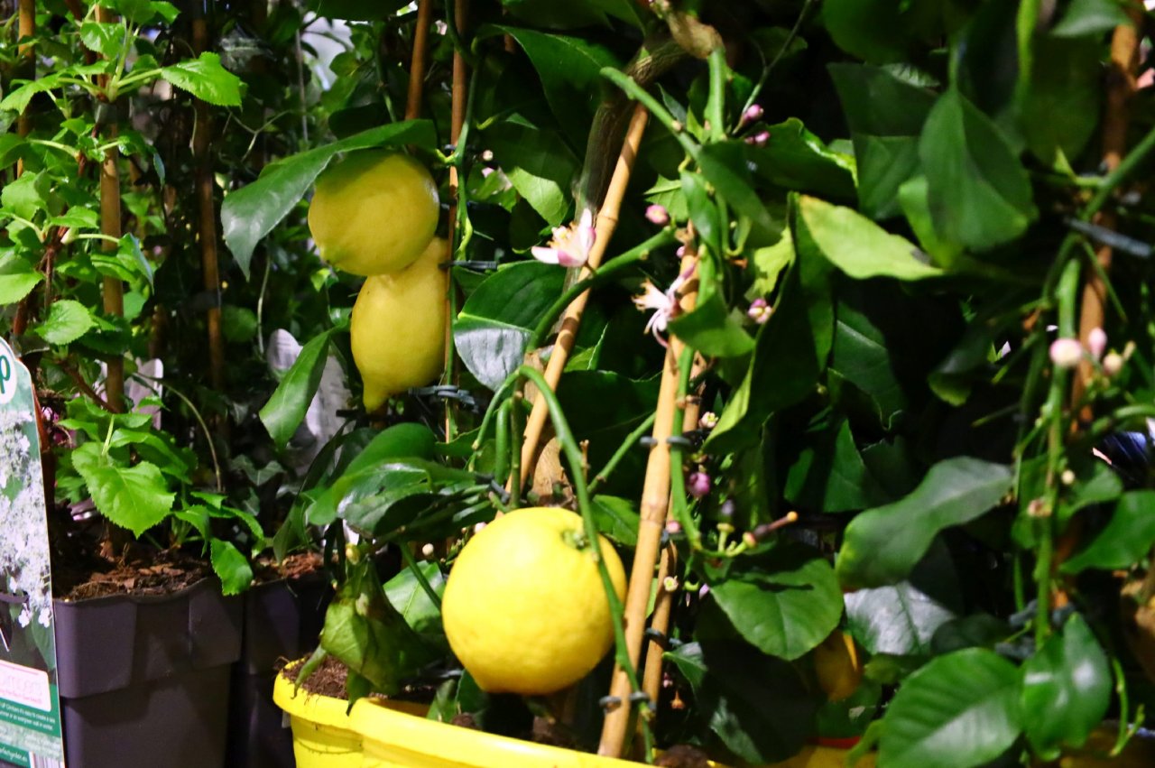 141d95