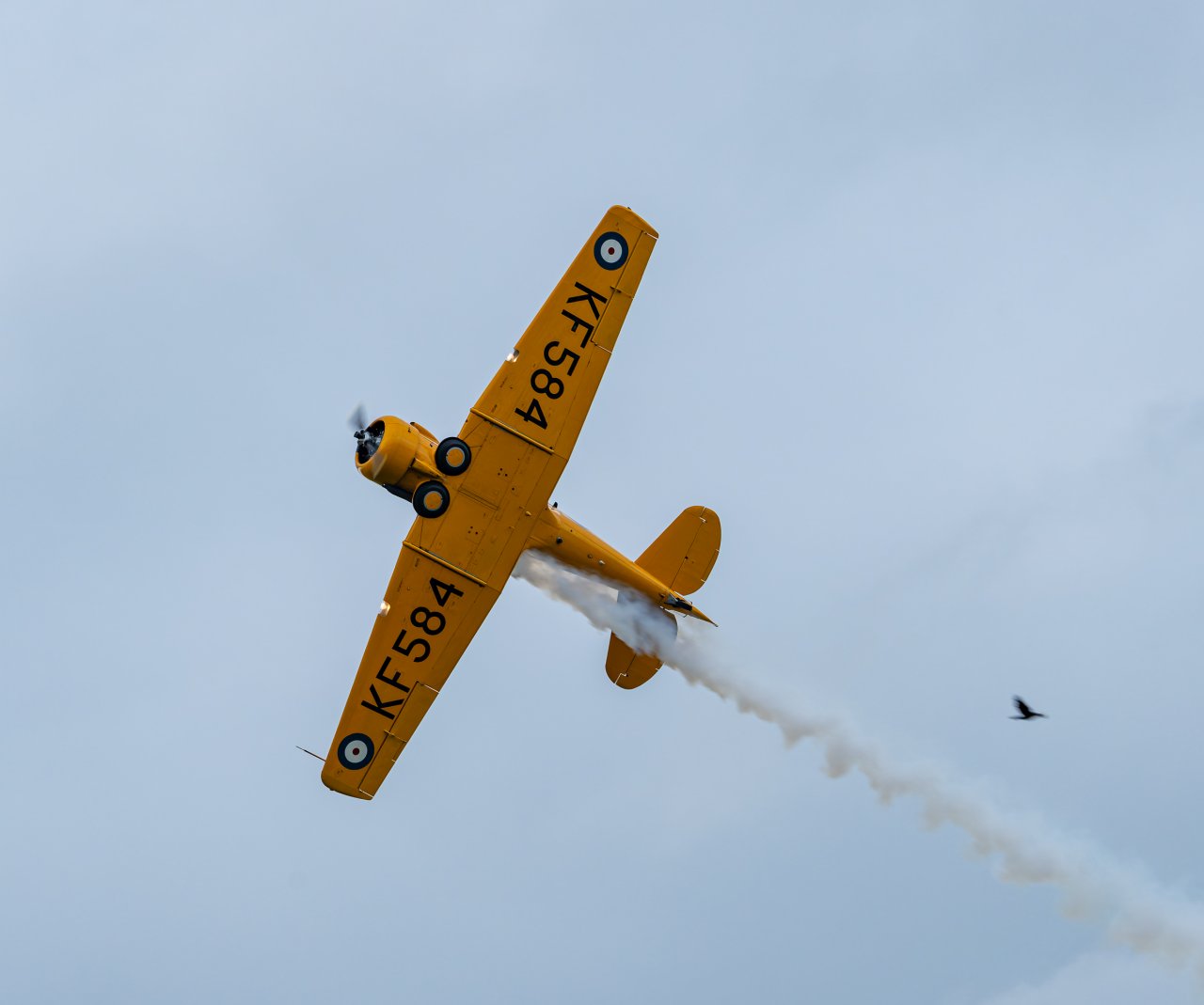 DSC00093-DxO_DeepPRIME 3