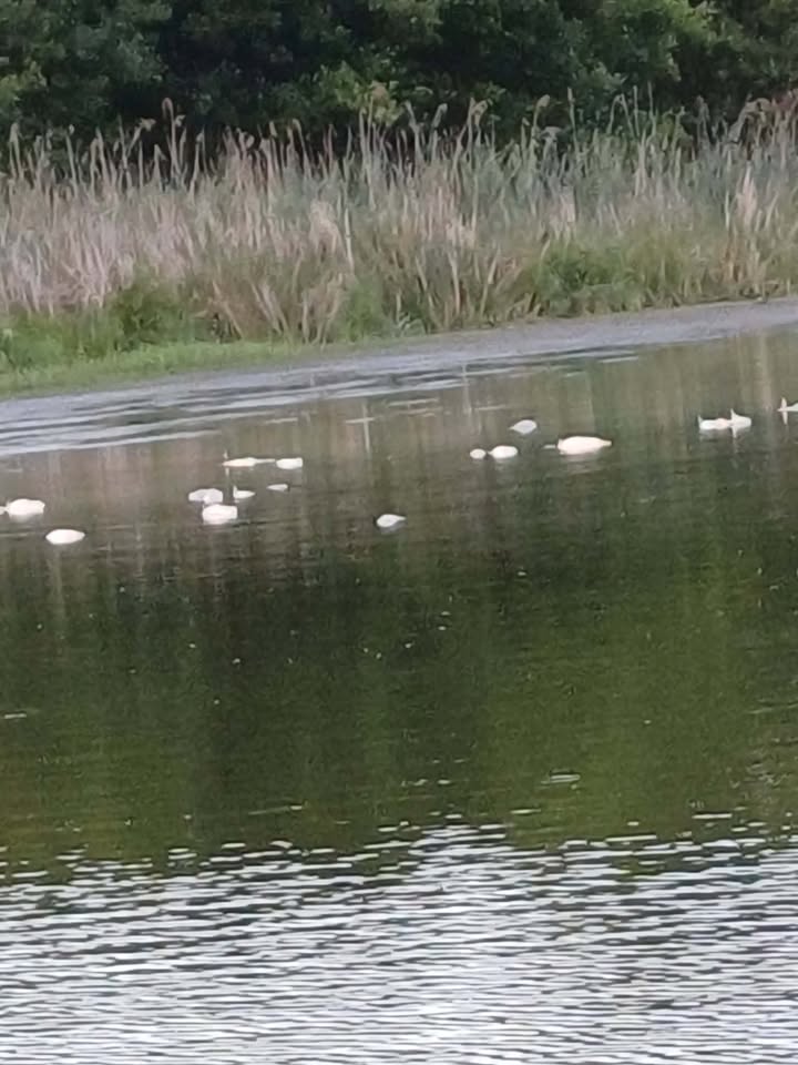 739082848_28001599682758821_6653009132765362089_n