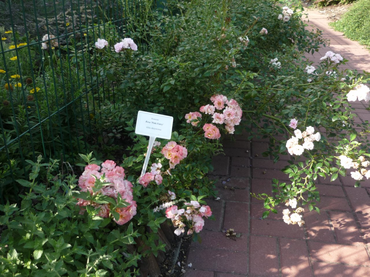 P1300952